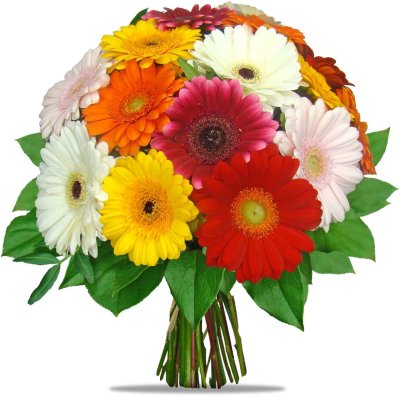 Mixed mini Gerberas